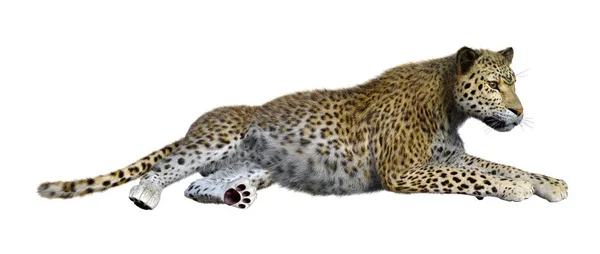 Representación Gran Leopardo Gato Aislado Sobre Fondo Blanco — Foto de Stock