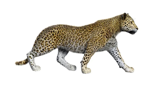 Beyaz Arka Planda Izole Edilmiş Büyük Bir Kedi Leoparının Görüntüsü — Stok fotoğraf
