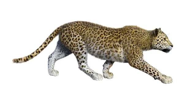 Rendering Big Cat Leopard Isolated White Background — Stock Photo, Image