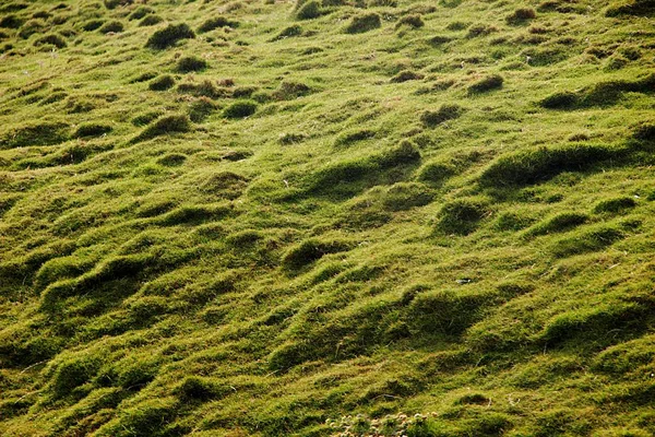 Cama Hierba Verde Sobre Superficie Áspera Tierra — Foto de Stock