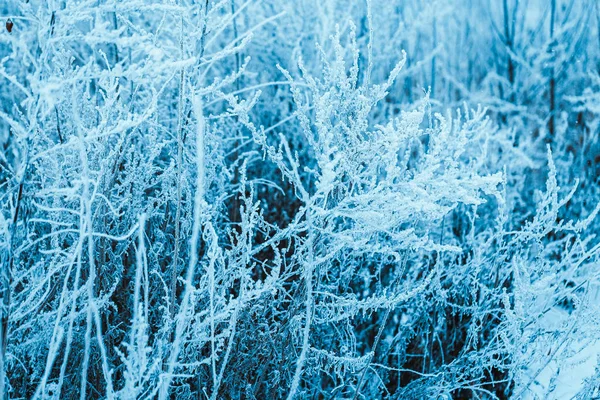 冬の森 日中雪枝 — ストック写真