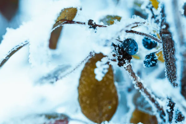 Épine Vinette Fermer Les Branches Dans Neige — Photo