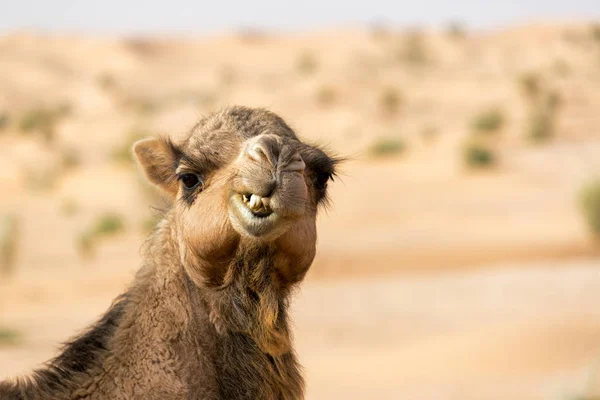 Vue Rapprochée Chameau Faisant Une Drôle Tête Dans Désert Sahara — Photo