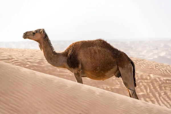 Jediný Osamělý Velbloud Stojící Mezi Písečnými Dunami Poušti Sahara Poblíž — Stock fotografie