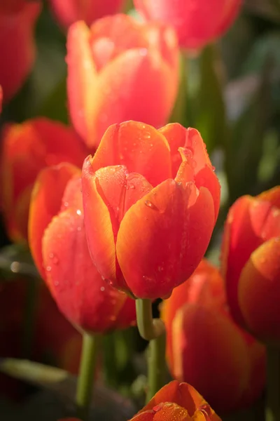 Bahar Zamanı Güzel Bahar Laleleri Çiçekler Flora — Stok fotoğraf