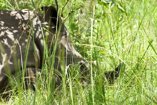 Close Rinoceronte Descansando Grama Santuário Rinoceronte Ziwa Uganda — Fotografia de Stock