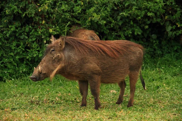 Een Portret Van Een Wrattenzwijn Tegen Een Groene Jungle Gebladerte — Stockfoto