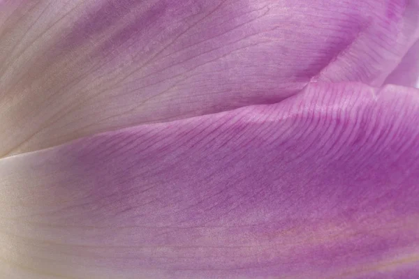 Fond Pétale Délicat Tulipe Lilas Gros Plan — Photo