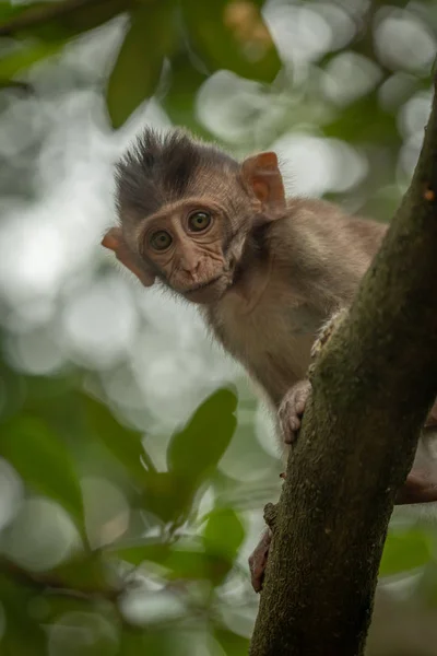 Baby Long Tailed Macaque Looks Tree — Stock Photo, Image