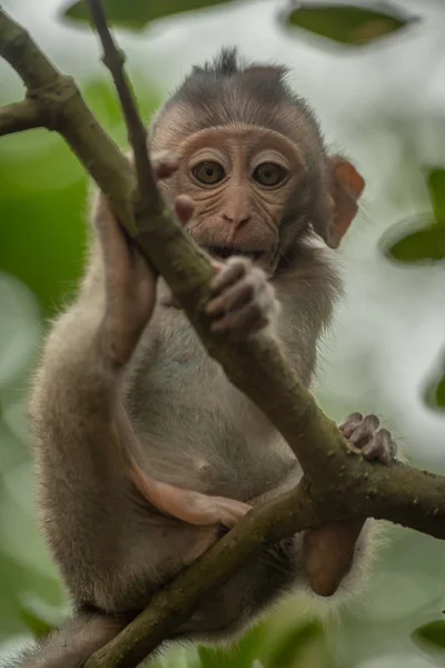 Baby Long Tailed Macaque Sitting Thin Branch — Stock Photo, Image