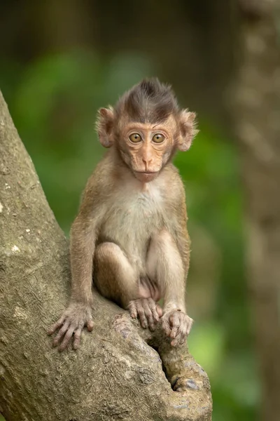Bébé Macaque Longue Queue Assis Sur Tronc Arbre — Photo