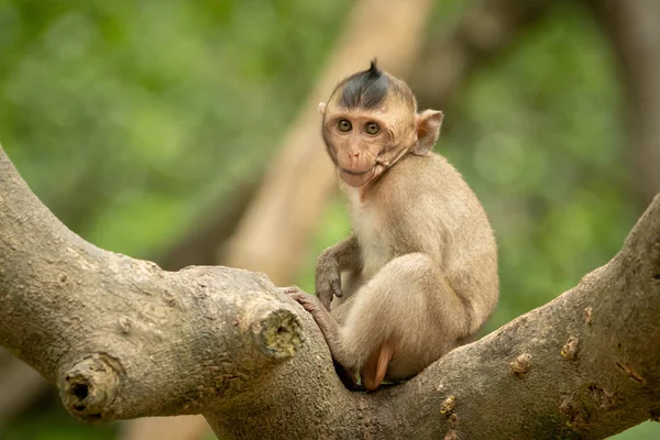 Bébé Macaque Longue Queue Sur Les Faces Branches Caméra — Photo