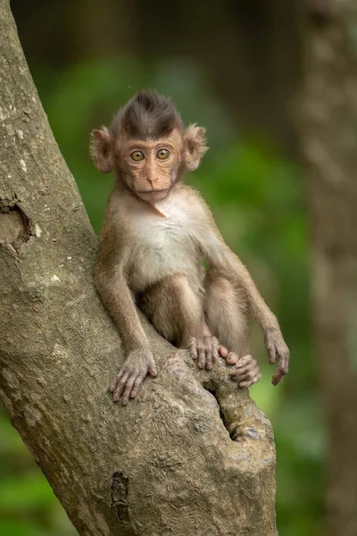 Bebê Macaco Cauda Longa Câmera Virada Para Galhos — Fotografia de Stock