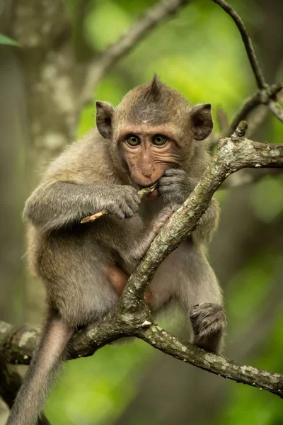 Macaco Dalla Coda Lunga Bambino Ramo Rosicchiare Ramoscello — Foto Stock