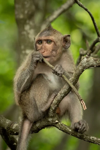 Bebé Macaco Cola Larga Rama Sosteniendo Ramita — Foto de Stock