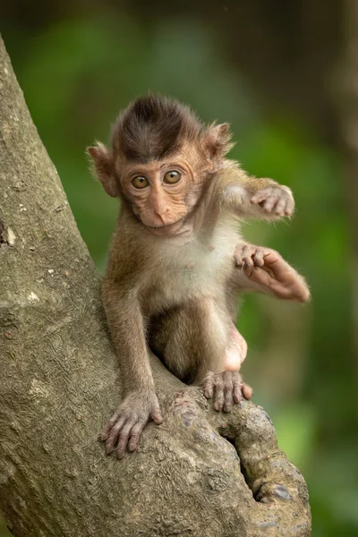 Bébé Macaque Longue Queue Sur Branche Allant Vers Avant — Photo