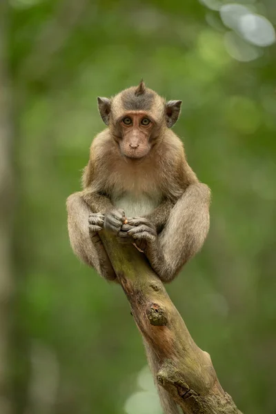 Baby Long Tailed Macaque Stump Holding Food — Stock Photo, Image