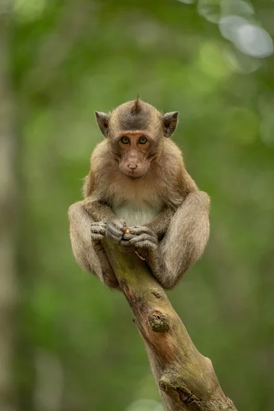 Bébé Macaque Longue Queue Sur Les Épaules Recourbées Souche — Photo