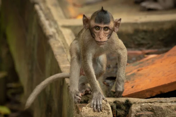 Bébé Macaque Longue Queue Sur Les Visages Muraux Caméra — Photo