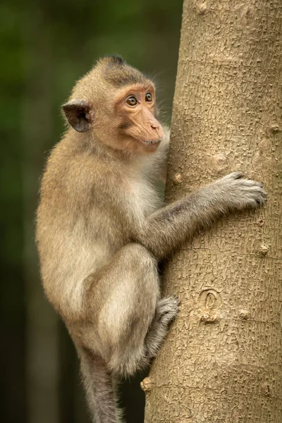 Macaco Dalla Coda Lunga Sul Tronco Albero Guardando Destra — Foto Stock