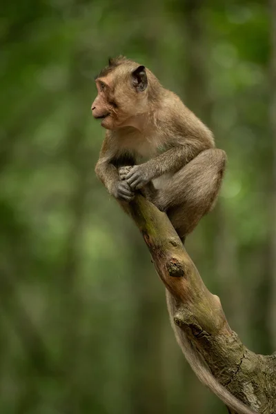 Bébé Ouverture Macaque Longue Queue Bouche Sur Branche — Photo