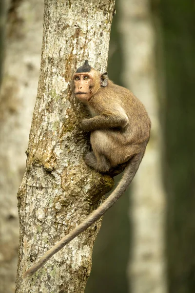 Long Tailed Macaque Tree Trunk Looking — Stock Photo, Image