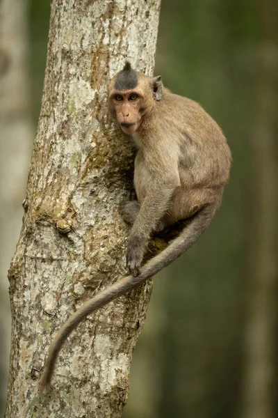 Macaque Longue Queue Sur Arbre Queue Recourbée — Photo