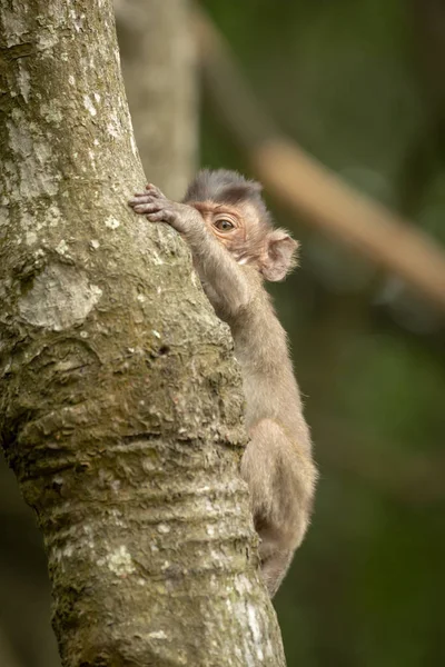 Bebê Macaco Cauda Longa Joga Peekaboo Árvore — Fotografia de Stock