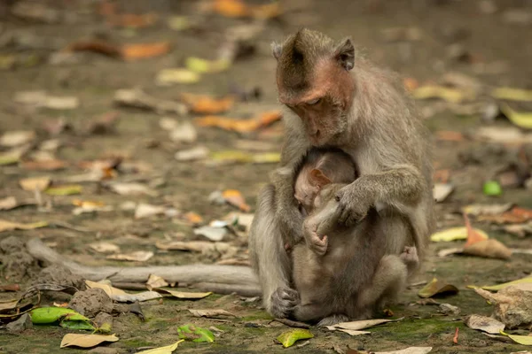 长尾猕猴抱着婴儿坐在树叶中 — 图库照片