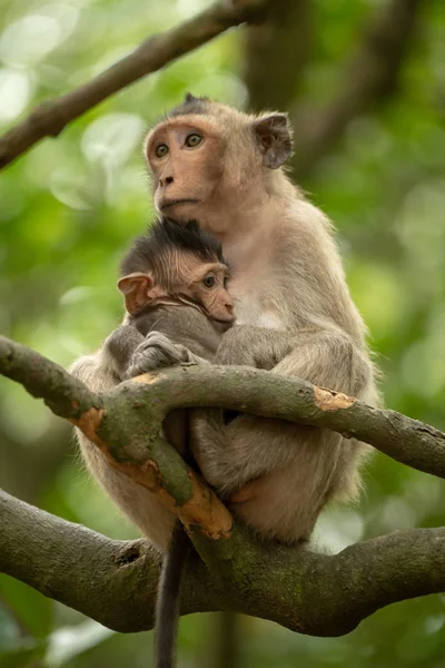 Macaco Cauda Longa Senta Abraçando Bebê Árvore — Fotografia de Stock