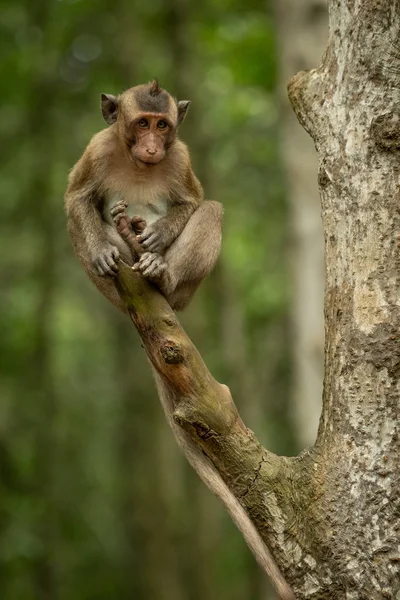 Baby Long Tailed Macaque Sits Branch End — Stock Photo, Image
