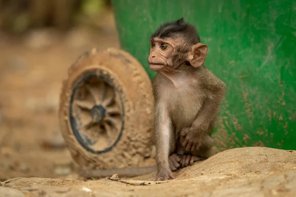 Baby Langschwanzmakaken Sitzt Grünem Mülleimer — Stockfoto