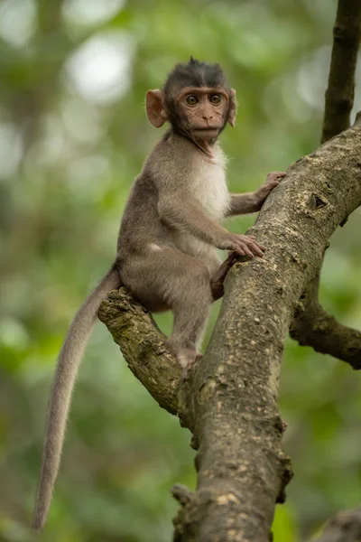 Baby Long Tailed Macaque Sits High Tree — Stock Photo, Image