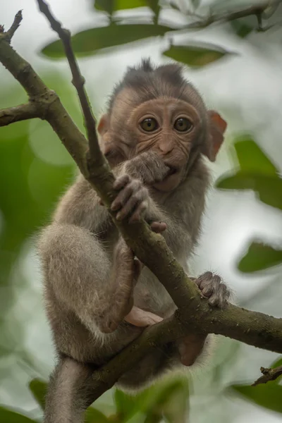 Bébé Macaque Longue Queue Est Assis Dans Arbre Feuillu — Photo