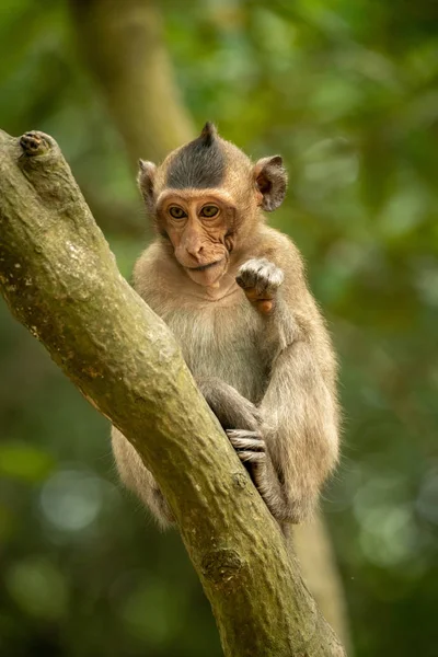 Bébé Macaque Longue Queue Assis Sur Une Branche Verte — Photo