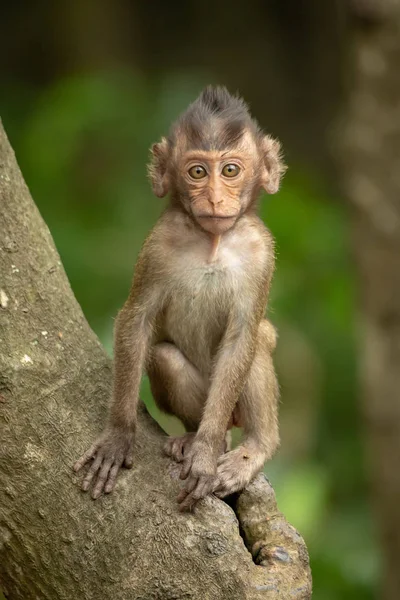 Bebé Cola Larga Macaco Sienta Tronco Del Árbol —  Fotos de Stock