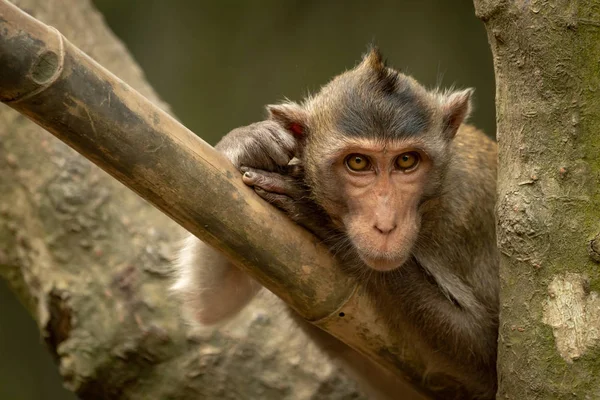 Macaque Longue Queue Sur Poteau Bambou Dans Arbre — Photo