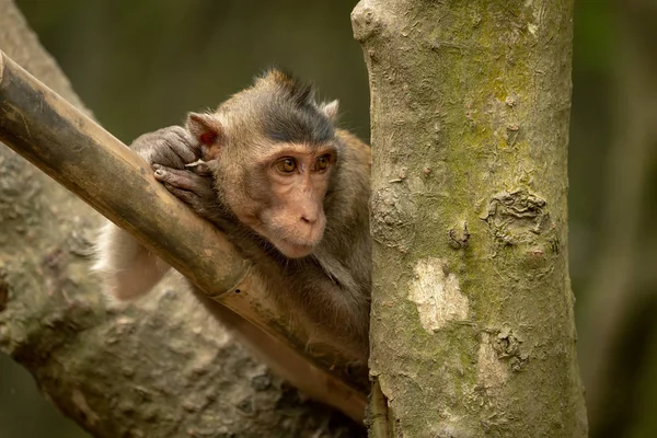 Macaque Longue Queue Sur Poteau Bambou Regarde Droite — Photo