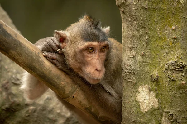 Macaque Longue Queue Sur Poteau Bambou Fixe Droite — Photo