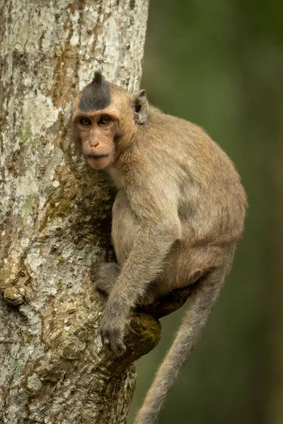 Macaco Cola Larga Tronco Del Árbol Frente Cámara —  Fotos de Stock