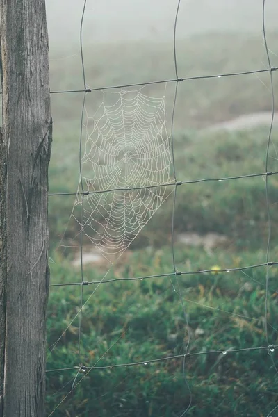 Spinnennetz Drahtzaun — Stockfoto