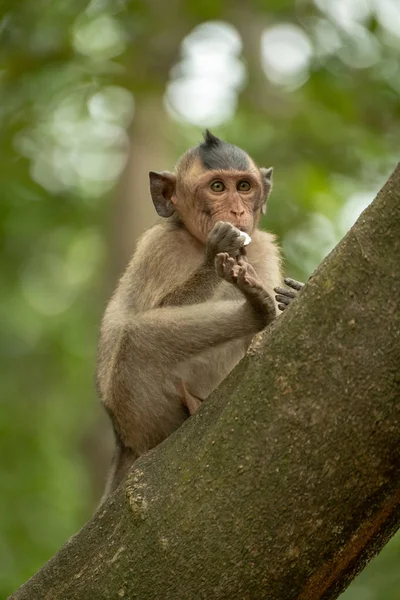 Long Tailed Macaque Bites Shiny Object Branch — Stock Photo, Image