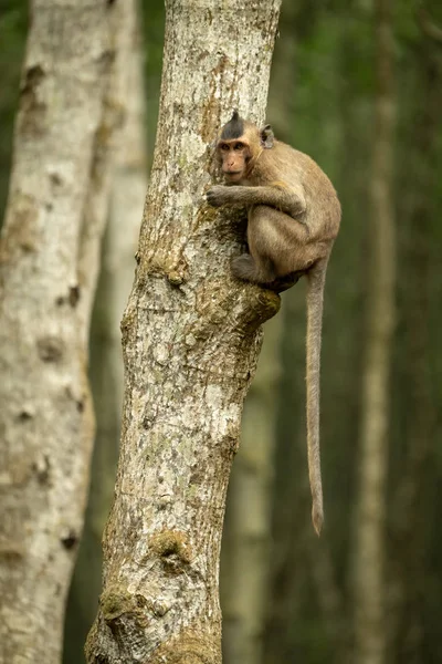 Long Tailed Macaque Tree Tail Dangling — Stock Photo, Image