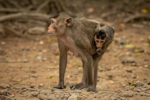 长尾猕猴在沙岩上抱着婴儿 — 图库照片