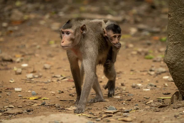 长尾猕猴带着婴儿在绿树成荫的地面上穿梭 — 图库照片