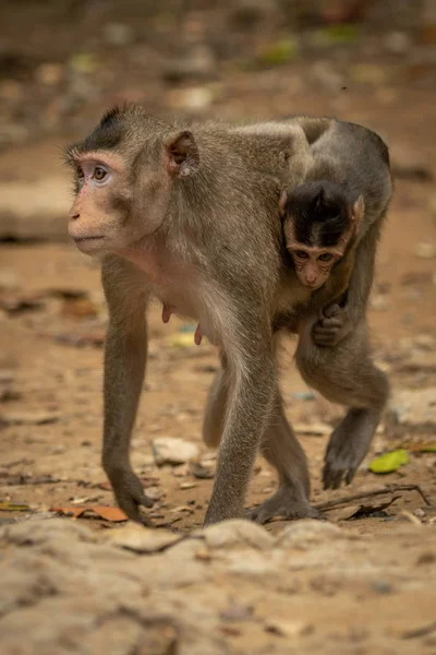 长尾猕猴带着婴儿爬过岩石地面 — 图库照片