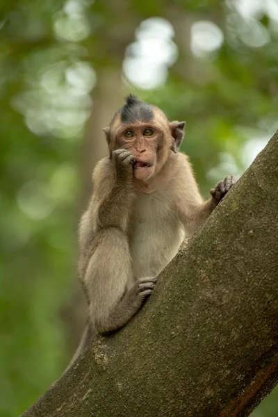 Macaque Longue Queue Grignote Objet Brillant Dans Arbre — Photo