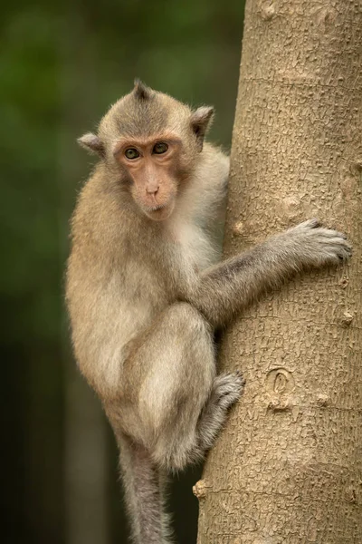 Macaque Longue Queue Accroché Tronc Arbre — Photo