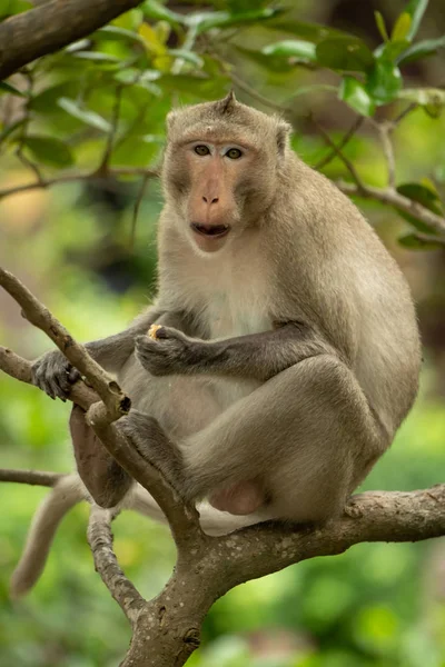 Macaco Cola Larga Come Árbol Frente Cámara —  Fotos de Stock