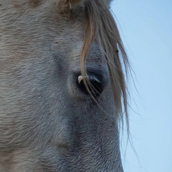 Perto Cavalo — Fotografia de Stock